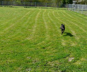 Hundepension und Hundeschule Trapp & Bossert in Neupotz bei Karlsruhe - Hundewiese stundenweise mieten