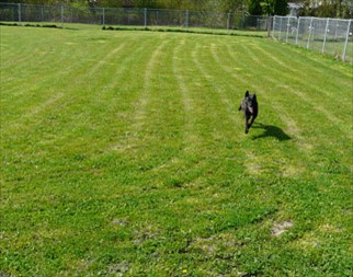 Hundepension und Hundeschule Trapp & Bossert in Neupotz bei Karlsruhe - Hundewiese stundenweise mieten